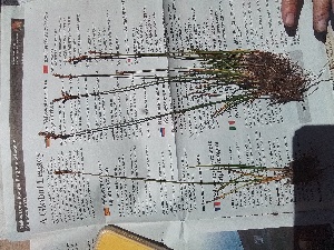  (Carex petasata - YNP_HKH226)  @11 [ ] CreativeCommons  Attribution Non-Commercial (by-nc) (2024) Unspecified Yellowstone National Park Herbarium