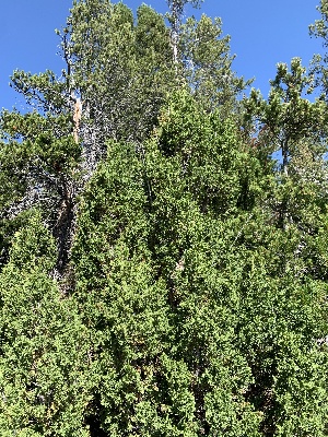  (Juniperus scopulorum - YNP_HKH233)  @11 [ ] CreativeCommons  Attribution Non-Commercial (by-nc) (2024) Unspecified Yellowstone National Park Herbarium 