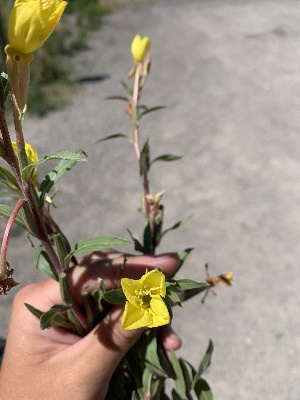  (Oenothera villosa - YNP_HKH286)  @11 [ ] CreativeCommons  Attribution Non-Commercial (by-nc) (2024) Unspecified Yellowstone National Park Herbarium 