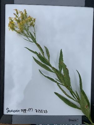 (Senecio serra - YNP_HKH303)  @11 [ ] CreativeCommons  Attribution Non-Commercial (by-nc) (2024) Unspecified Yellowstone National Park Herbarium 