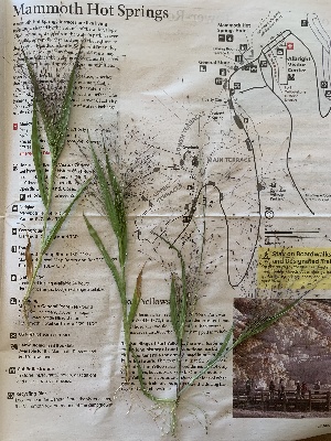  (Panicum capillare capillare - YNP_HKH353)  @11 [ ] CreativeCommons  Attribution Non-Commercial (by-nc) (2024) Unspecified Yellowstone National Park Herbarium 