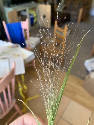  ( - YNP_HKH353)  @11 [ ] CreativeCommons  Attribution Non-Commercial (by-nc) (2024) Unspecified Yellowstone National Park Herbarium&nbsp;