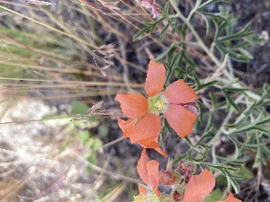  (Sphaeralcea coccinea - YNP_HKH001)  @11 [ ] CreativeCommons  Attribution Non-Commercial (by-nc) (2025) Unspecified Yellowstone National Park Herbarium 