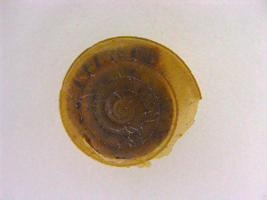  (Geotrochus oedobasis - BORMOL6342)  @11 [ ] CreativeCommons  Attribution Non-Commercial Share-Alike (2017) Chang Zi Yuan Universiti Malaysia Sabah, BORNEENSIS Reference Collection Centre