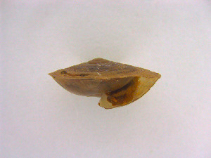  ( - BORMOL6342)  @11 [ ] CreativeCommons  Attribution Non-Commercial Share-Alike (2017) Chang Zi Yuan Universiti Malaysia Sabah, BORNEENSIS Reference Collection Centre