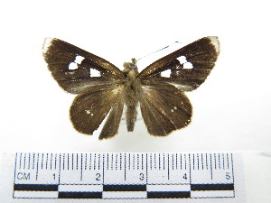  (Phocides polybius lilea - CH-0000654-F03)  @14 [ ] CreativeCommons  Attribution Non-Commercial Share-Alike (2016) Hugo Álvarez Museo de Zoología, El Colegio de la Frontera Sur, Unidad Chetumal