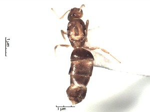  (Brachymyrmex ACY2711 - BCET006)  @12 [ ] CreativeCommons - Attribution (2015) David Donoso UTPL