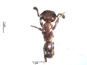  (Pheidole ACY3297 - BCYT371)  @12 [ ] CreativeCommons - Attribution (2015) David Donoso UTPL