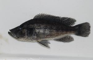  (Serranochromis angusticeps - MI11-163)  @11 [ ] CreativeCommons - Attribution Non-Commercial Share-Alike (2011) SAIAB SAIAB