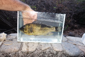  (Serranochromis jallae - UGF5)  @11 [ ] Copyright (c) (2021) Frederic D.B. Schedel University of Basel