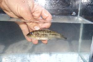 (Serranochromis jallae - UGF6)  @11 [ ] Copyright (c) (2021) Frederic D.B. Schedel University of Basel