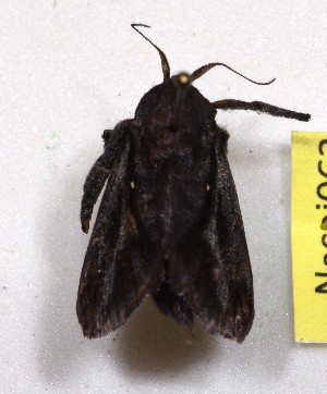  (Acharia affinis - USNM ENT 00172914)  @11 [ ] by-nc-sa (2023) Lucas Micheels George Washington University