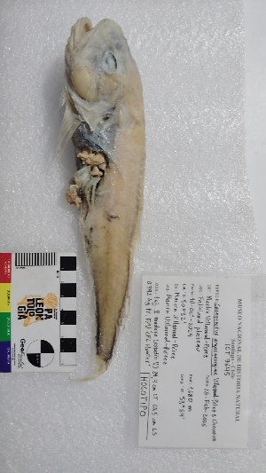  ( - C-argosgeorgiae_02)  @11 [ ] CreativeCommons Attribution (by) (2025) Museo Nacional de Historia Natural, Chile Museo Nacional de Historia Natural, Chile