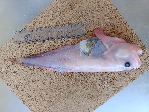  ( - C-argosgeorgiae_02)  @11 [ ] by-nc (2025) Martin L. Villarroel-Perez Unspecified