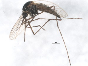  ( - BIOUG01013-C10)  @13 [ ] CreativeCommons - Attribution (2011) CBG Photography Group Centre for Biodiversity Genomics