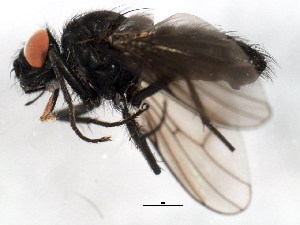  ( - BIOUG01013-G01)  @13 [ ] CreativeCommons - Attribution (2011) CBG Photography Group Centre for Biodiversity Genomics