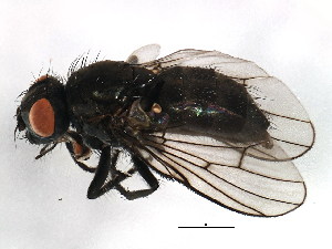  ( - BIOUG01013-H02)  @13 [ ] CreativeCommons - Attribution (2011) CBG Photography Group Centre for Biodiversity Genomics