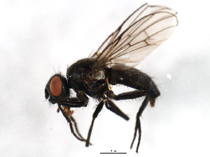  ( - BIOUG01013-H03)  @13 [ ] CreativeCommons - Attribution (2011) CBG Photography Group Centre for Biodiversity Genomics