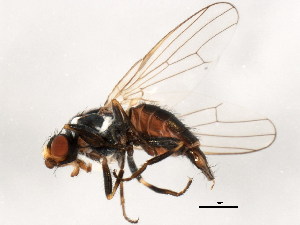  ( - BIOUG01914-C08)  @13 [ ] CreativeCommons - Attribution (2012) CBG Photography Group Centre for Biodiversity Genomics