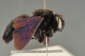  (Xylocopa valga - BC ZSM HYM 11940)  @11 [ ] CreativeCommons - Attribution Non-Commercial Share-Alike (2014) Stefan Schmidt SNSB, Zoologische Staatssammlung Muenchen