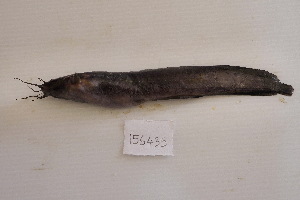  ( - ZFish41)  @11 [ ] CreativeCommons - Attribution (2024) Cyprian Katongo The University of Zambia