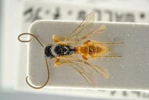  ( - BC ZSM HYM 15644)  @11 [ ] CreativeCommons - Attribution Non-Commercial Share-Alike (2017) SNSB, Staatliche Naturwissenschaftliche Sammlungen Bayerns ZSM (SNSB, Zoologische Staatssammlung Muenchen)