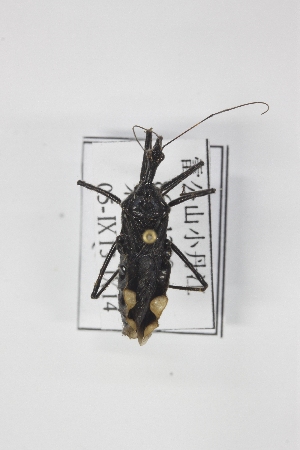  ( - DQ3)  @13 [ ] CreativeCommons - Attribution Non-Commercial Share-Alike (2012) Cai Wanzhi Entomological Museum of China Agricultural University