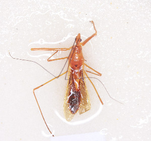  (Endochus nigricornis - HJE13)  @11 [ ] CreativeCommons - Attribution Non-Commercial Share-Alike (2012) Cai Wanzhi Entomological Museum of China Agricultural University