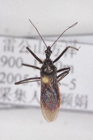  (Sphedanolestes gularis - HYM36)  @11 [ ] CreativeCommons - Attribution Non-Commercial Share-Alike (2012) Cai Wanzhi Entomological Museum of China Agricultural University