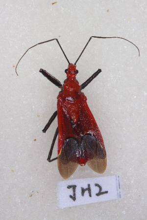  ( - JH2)  @13 [ ] CreativeCommons - Attribution Non-Commercial Share-Alike (2012) Cai Wanzhi Entomological Museum of China Agricultural University