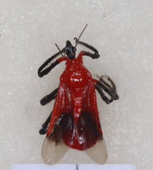  ( - TRICH1)  @13 [ ] CreativeCommons - Attribution Non-Commercial Share-Alike (2012) Cai Wanzhi Entomological Museum of China Agricultural University