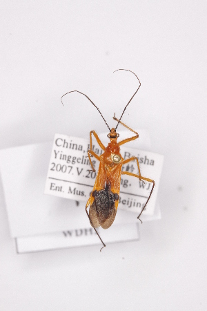  (Cydnocoris fasciatus - WDH2)  @13 [ ] CreativeCommons - Attribution Non-Commercial Share-Alike (2012) Cai Wanzhi Entomological Museum of China Agricultural University