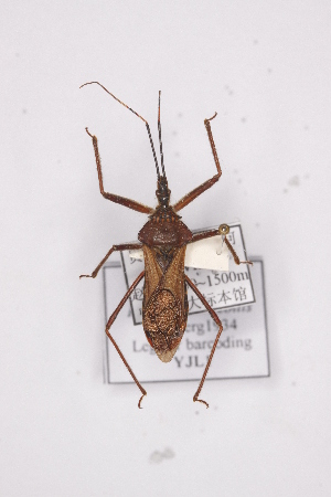  (Isyndus planicollis - YJL1)  @13 [ ] CreativeCommons - Attribution Non-Commercial Share-Alike (2012) Cai Wanzhi Entomological Museum of China Agricultural University