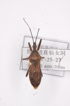  ( - YJL2)  @12 [ ] CreativeCommons - Attribution Non-Commercial Share-Alike (2012) Cai Wanzhi Entomological Museum of China Agricultural University