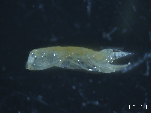  (Neocalanus cristatus - ZOO_132)  @11 [ ] CreativeCommons - Attribution No Derivatives (2094) Hakai Institute Hakai Institute