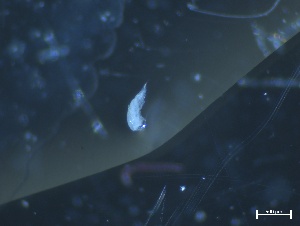  ( - ZOO_218)  @11 [ ] CreativeCommons - Attribution No Derivatives (2018) Hakai Institute Hakai Institute