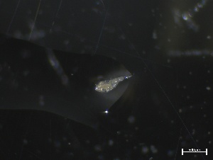  ( - ZOO_926)  @11 [ ] CreativeCommons - Attribution No Derivatives (2018) Hakai Institute Hakai Institute