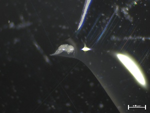  ( - ZOO_929)  @11 [ ] CreativeCommons - Attribution No Derivatives (2018) Hakai Institute Hakai Institute