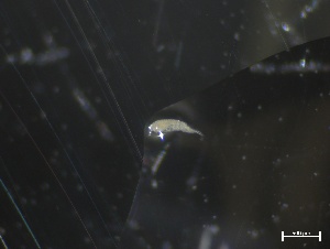 ( - ZOO_930)  @11 [ ] CreativeCommons - Attribution No Derivatives (2018) Hakai Institute Hakai Institute