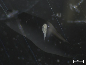 ( - ZOO_932)  @11 [ ] CreativeCommons - Attribution No Derivatives (2018) Hakai Institute Hakai Institute