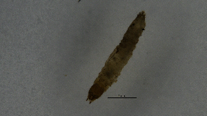  ( - Ent169)  @11 [ ] copyright (2018) Univers. of Bergen, Natural History Collection Univers. of Bergen, Natural History Collection