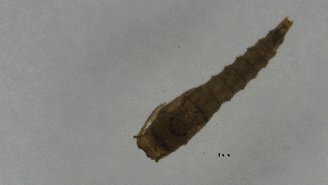  (Alluaudomyia quadripunctata - Ent173)  @11 [ ] copyright (2018) Univers. of Bergen, Natural History Collection Univers. of Bergen, Natural History Collection