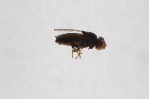  ( - Ent197)  @11 [ ] copyright (2018) Univers. of Bergen, Natural History Collection Univers. of Bergen, Natural History Collection