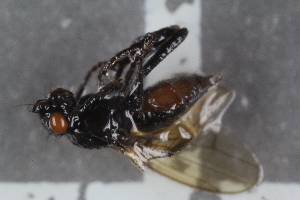  (Crumomyia gelida - FinSph14)  @11 [ ] CreativeCommons - Attribution Non-Commercial Share-Alike (2016) University of Bergen Natural History Collections