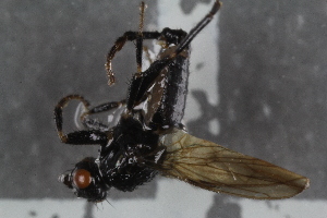  ( - FinSph15)  @11 [ ] CreativeCommons - Attribution Non-Commercial Share-Alike (2016) University of Bergen Natural History Collections