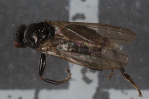  ( - FinSph22)  @11 [ ] CreativeCommons - Attribution Non-Commercial Share-Alike (2016) University of Bergen Natural History Collections