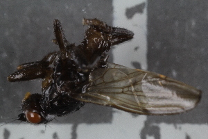  ( - FinSph29)  @11 [ ] CreativeCommons - Attribution Non-Commercial Share-Alike (2016) University of Bergen Natural History Collections