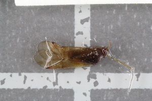  ( - HetNor39)  @12 [ ] CreativeCommons - Attribution Non-Commercial Share-Alike (2016) University of Bergen Natural History Collections