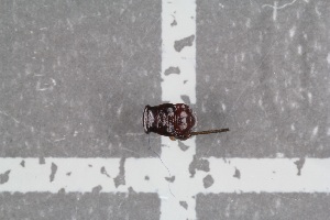  ( - HetNor43)  @12 [ ] CreativeCommons - Attribution Non-Commercial Share-Alike (2016) University of Bergen Natural History Collections