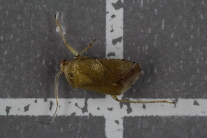  ( - HetNor63)  @12 [ ] CreativeCommons - Attribution Non-Commercial Share-Alike (2016) University of Bergen Natural History Collections